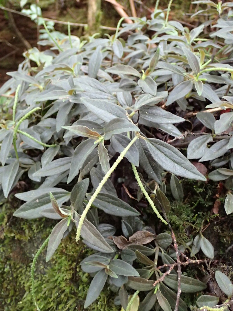 Napali Kona Peperomia photo 3
