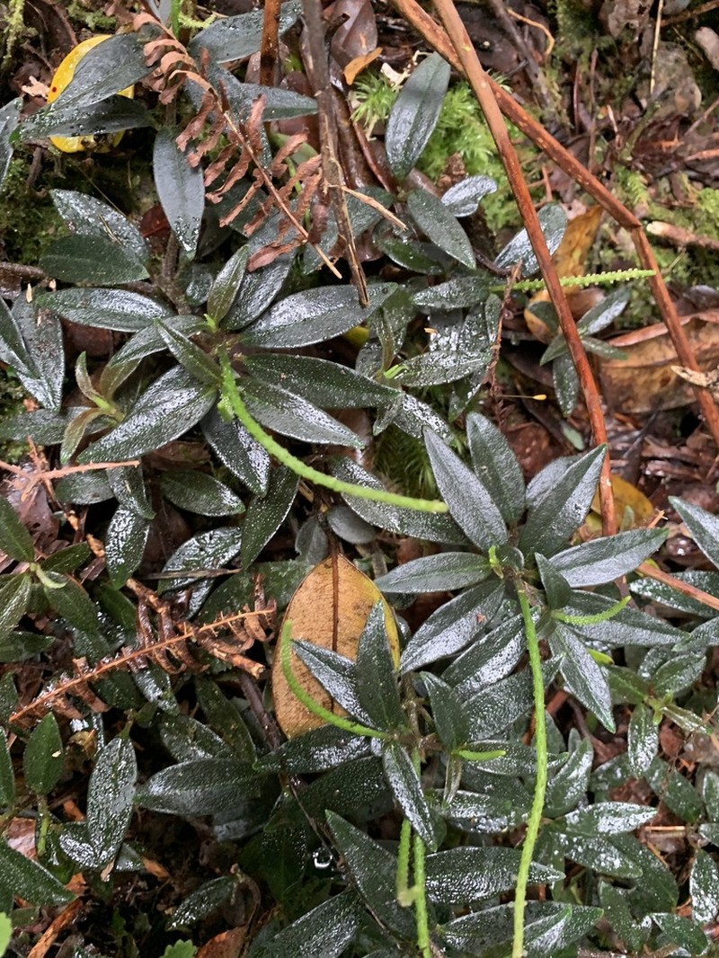 Napali Kona Peperomia photo 4