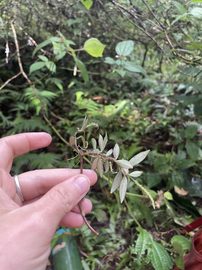Napali Kona Peperomia photo 6
