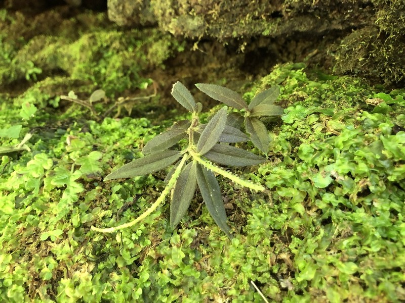 Napali Kona Peperomia photo 7