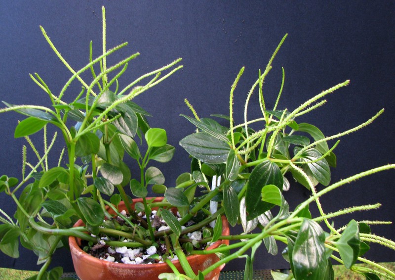 Hawai'I Peperomia photo 6