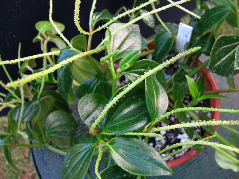 Hawai'I Peperomia photo 7