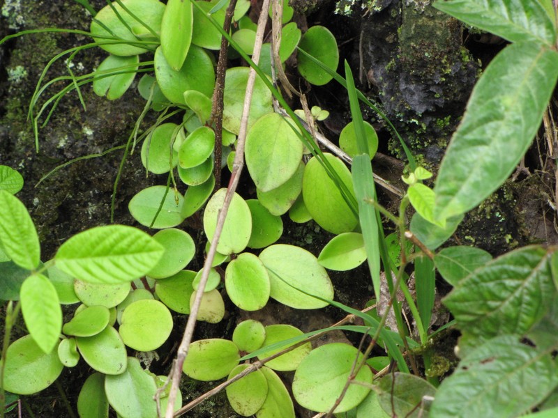 Hawai'I Peperomia photo 3