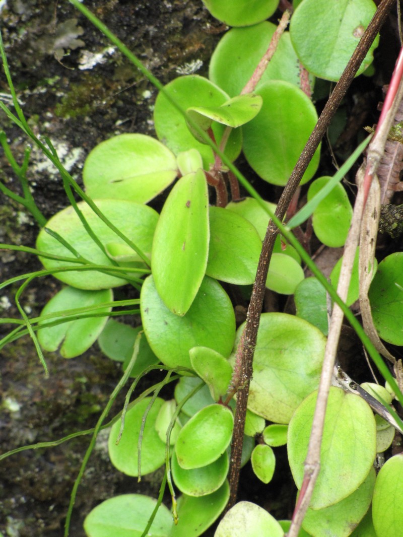 Hawai'I Peperomia