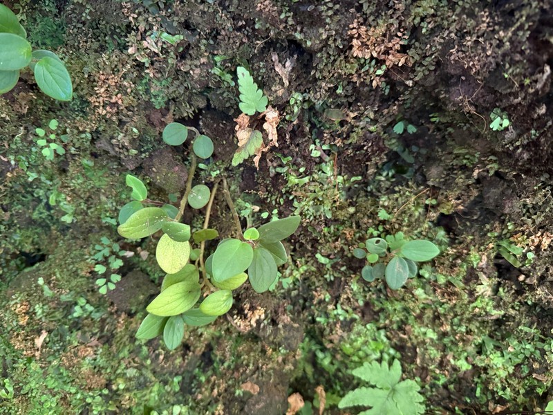 Hawai'I Peperomia
