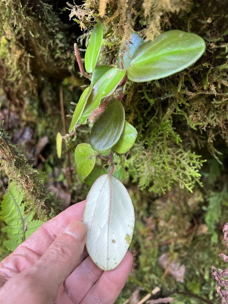 Hawai'I Peperomia photo 4