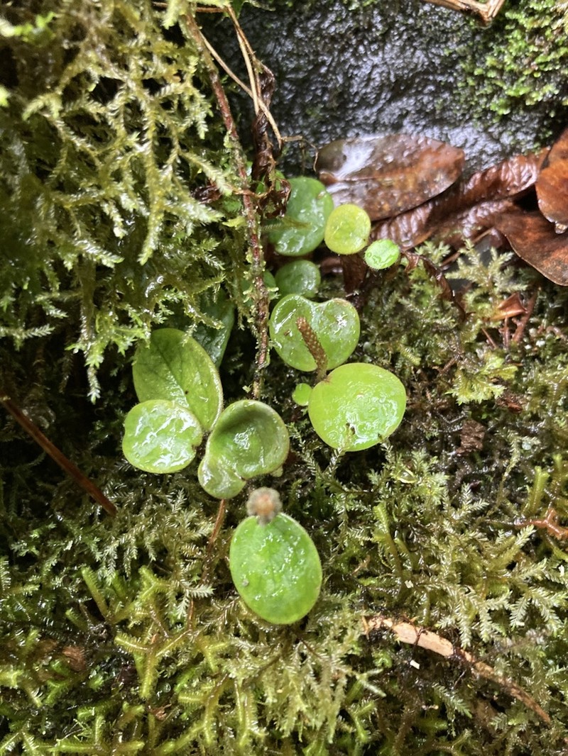 Hawai'I Peperomia photo 5