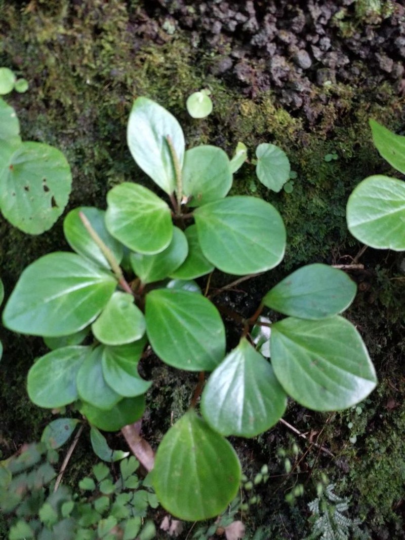 Hawai'I Peperomia photo 6
