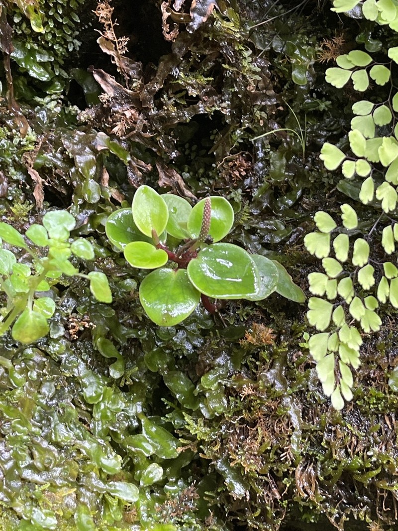 Hawai'I Peperomia photo 7