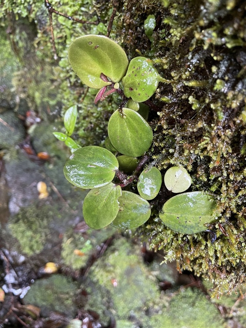 Hawai'I Peperomia photo 8
