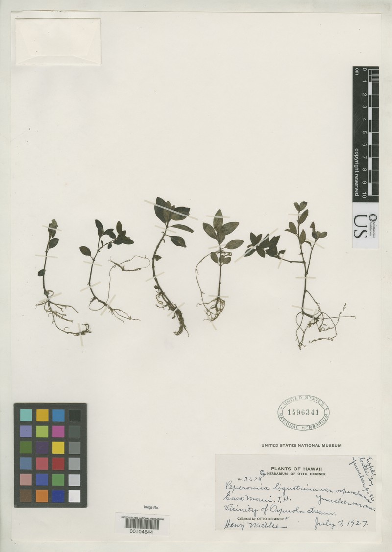 Waihee Valley Peperomia