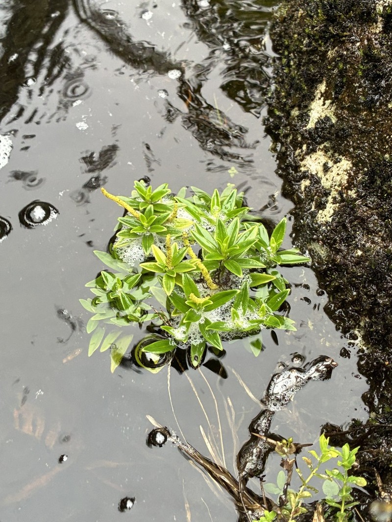 Waihee Valley Peperomia