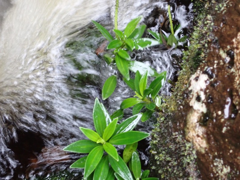 Waihee Valley Peperomia photo 2