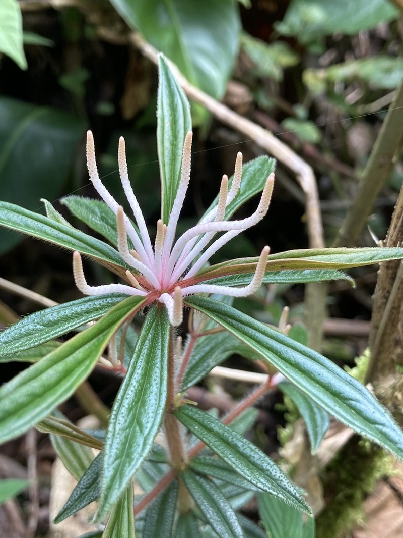 Peperomia longisetosa