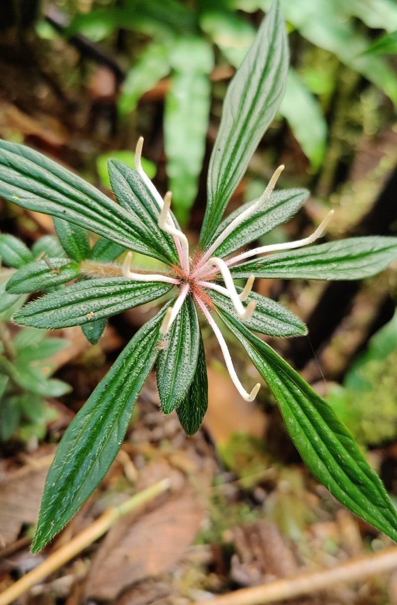 Peperomia longisetosa photo 8