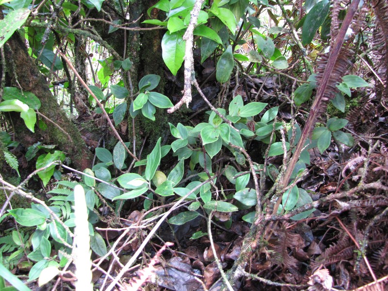 Pinninerve Peperomia photo 4