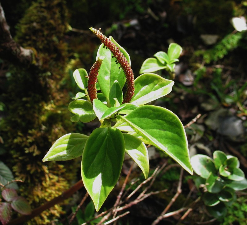 Pinninerve Peperomia
