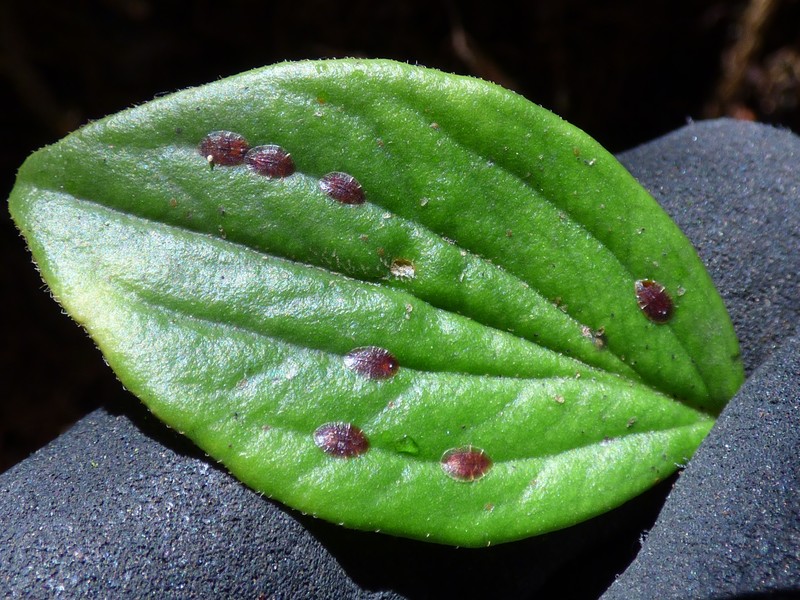 Pinninerve Peperomia photo 2