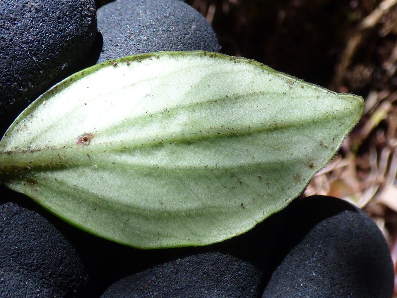Pinninerve Peperomia photo 3
