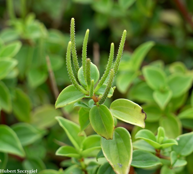 Pinninerve Peperomia photo 2