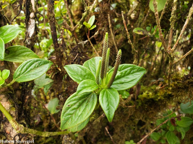 Pinninerve Peperomia photo 5