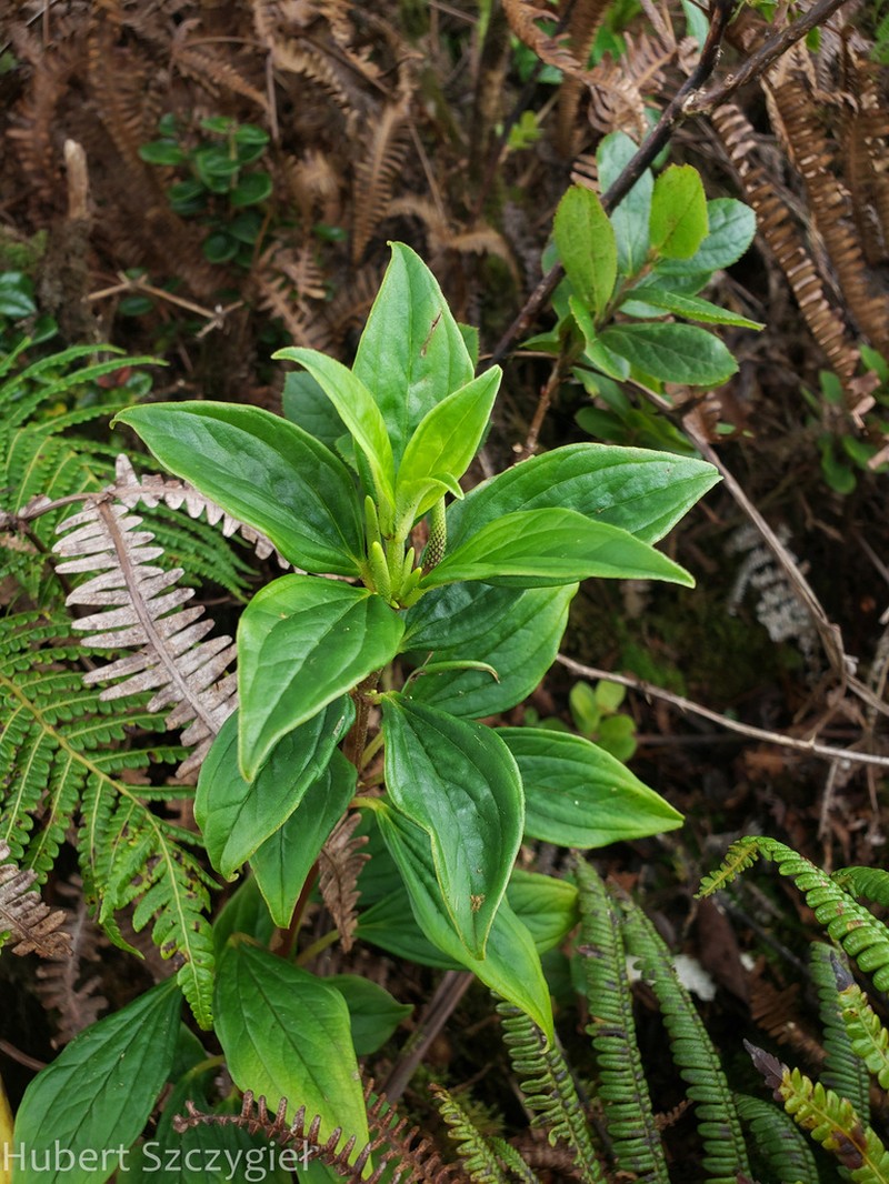 Pinninerve Peperomia photo 6