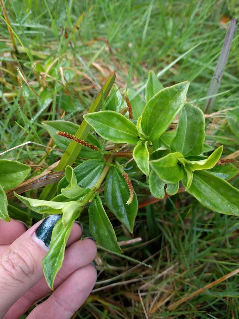 Pinninerve Peperomia photo 7