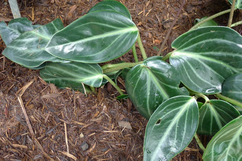 Spotted Peperomia photo 2