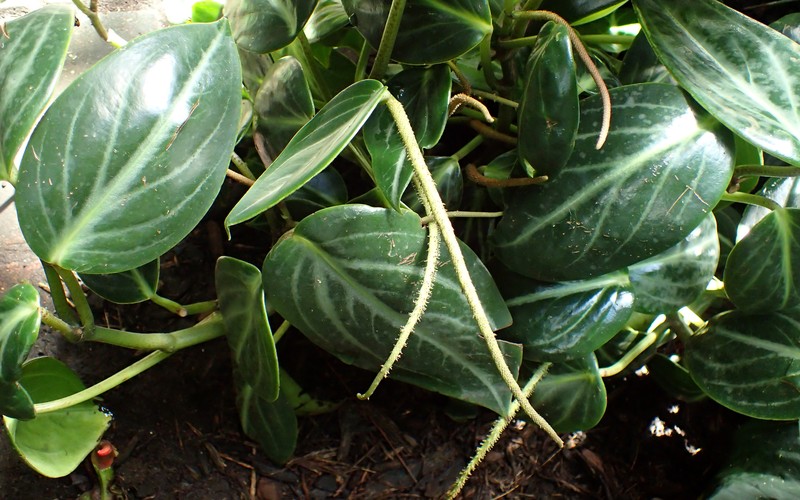 Spotted Peperomia photo 3