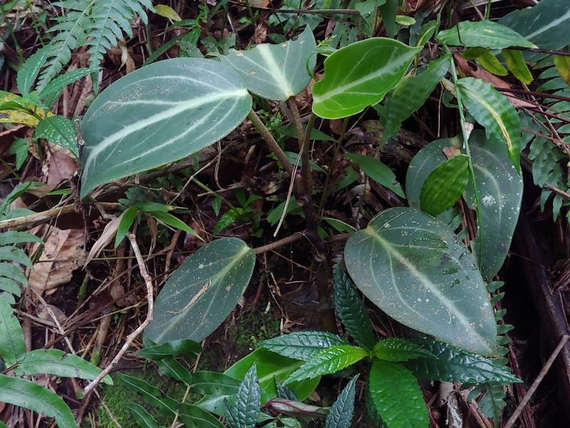 Spotted Peperomia photo 4