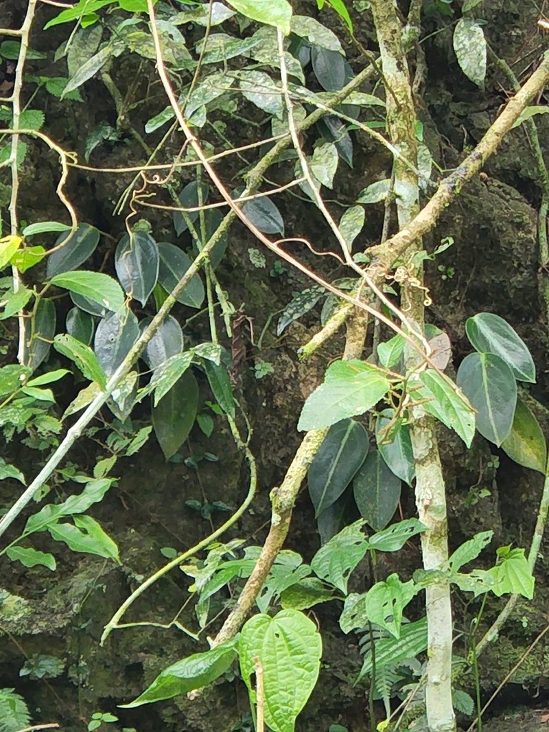 Spotted Peperomia photo 5