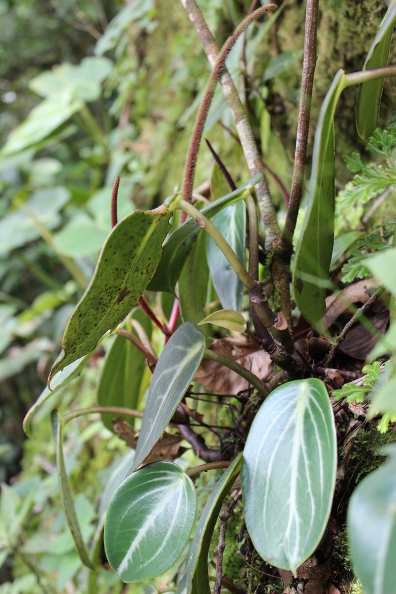 Spotted Peperomia photo 6