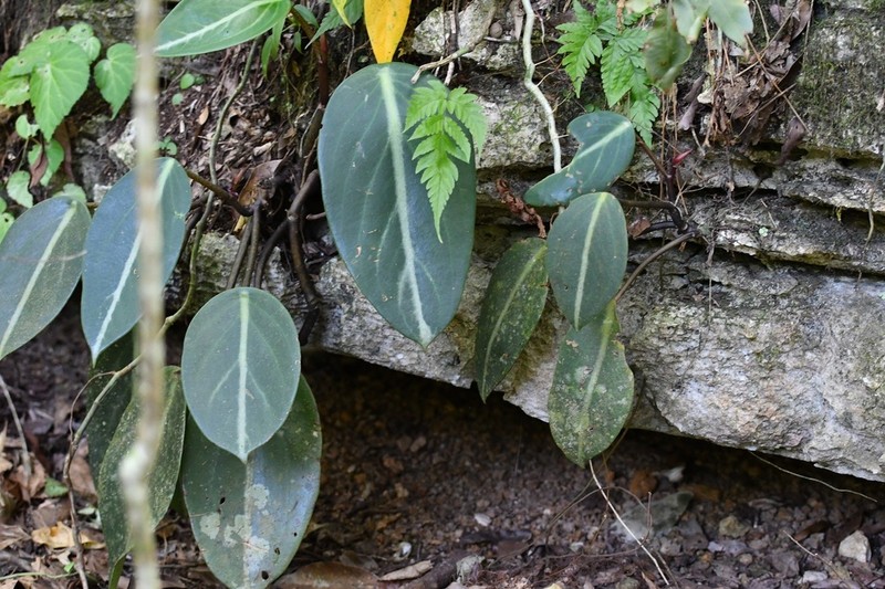 Spotted Peperomia photo 7