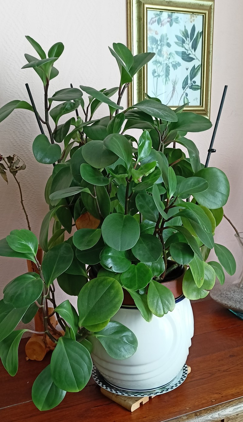 Spoonleaf Peperomia photo 5
