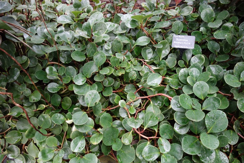 Spoonleaf Peperomia photo 6