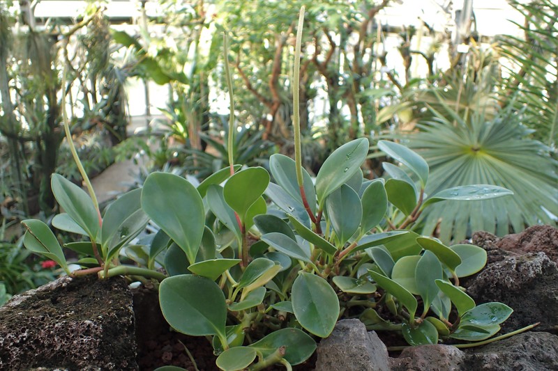 Spoonleaf Peperomia photo 2