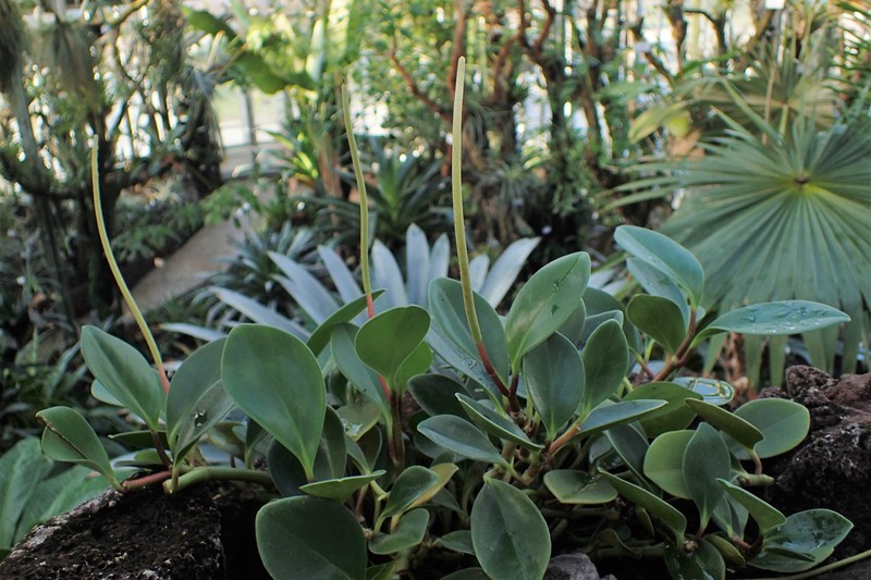 Spoonleaf Peperomia photo 3