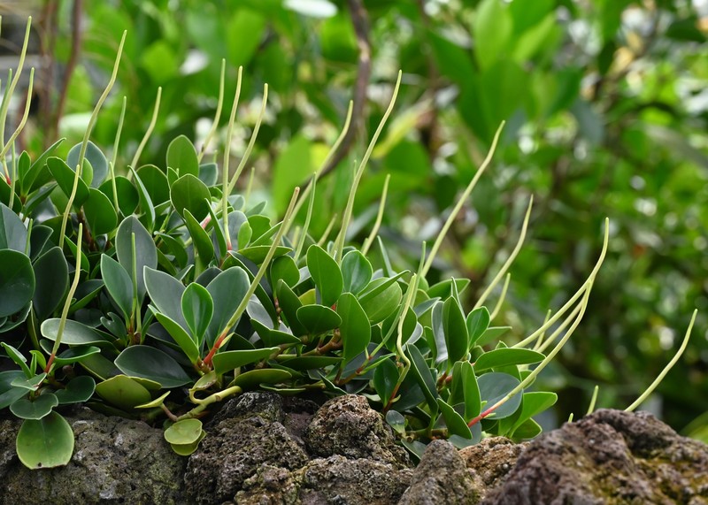 Spoonleaf Peperomia photo 4
