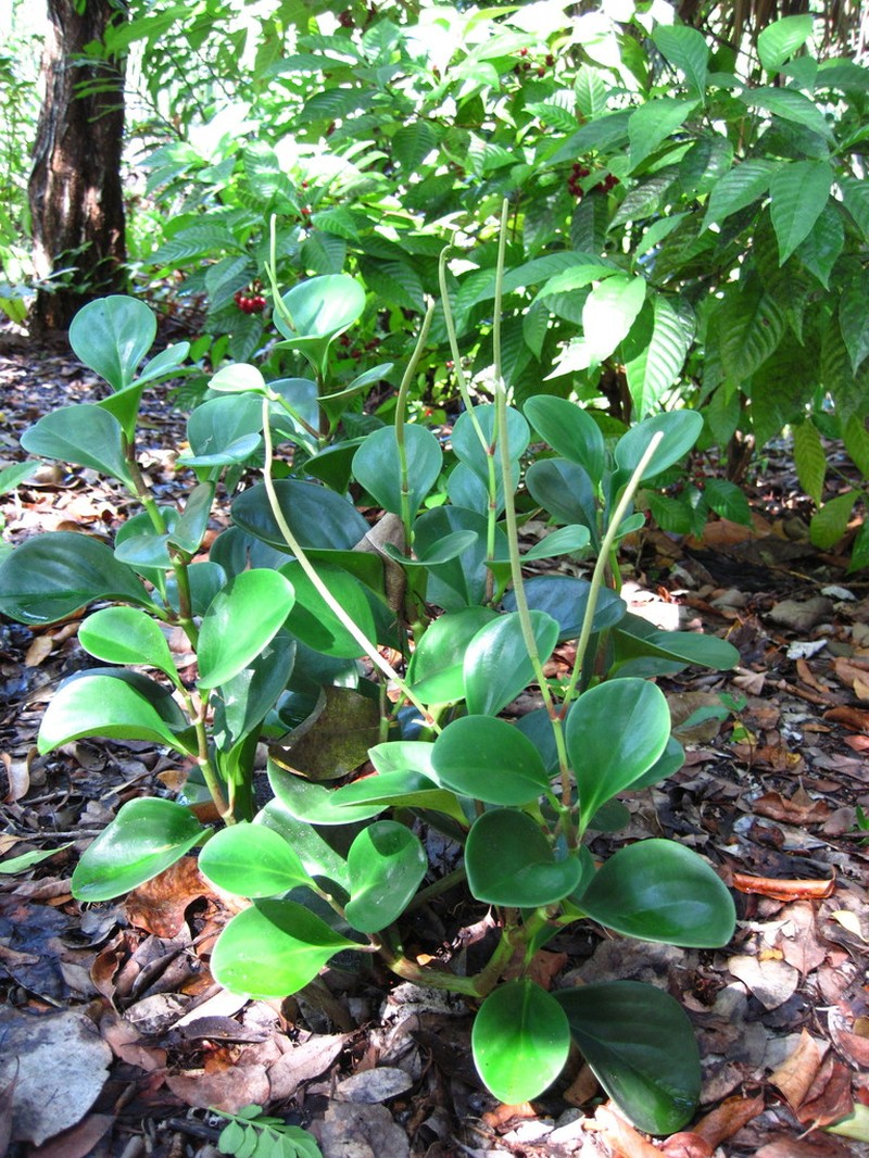 Spoonleaf Peperomia photo 2