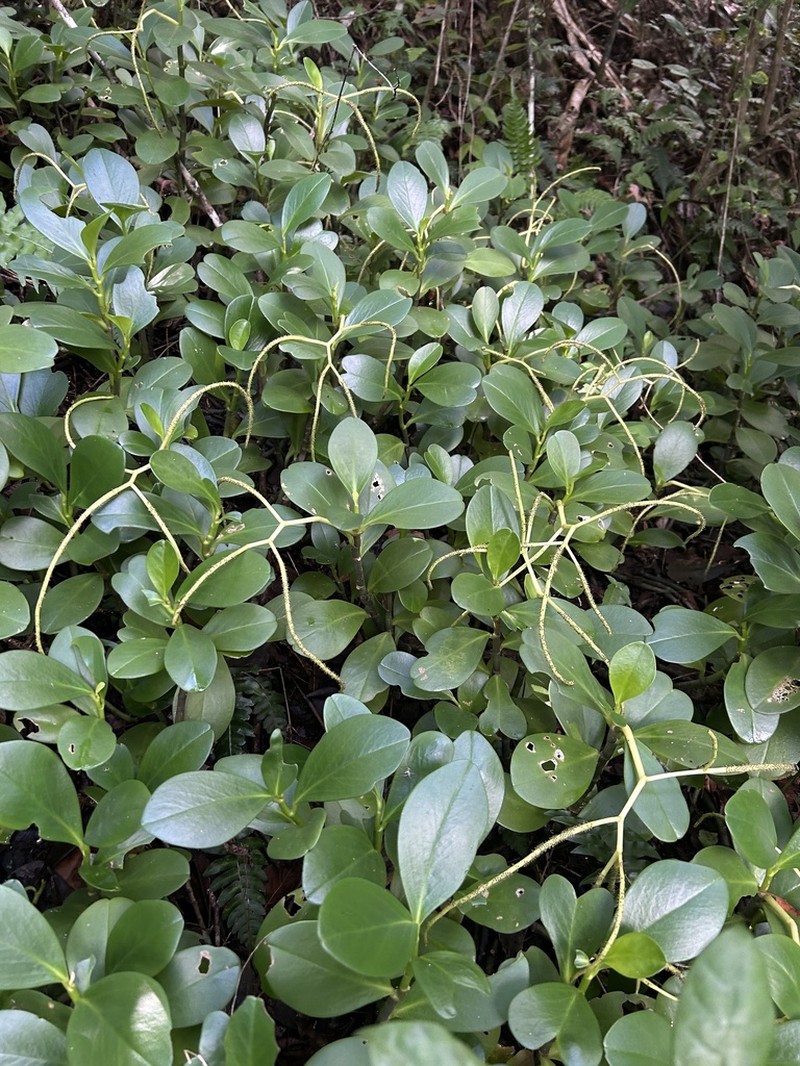 Spoonleaf Peperomia photo 3