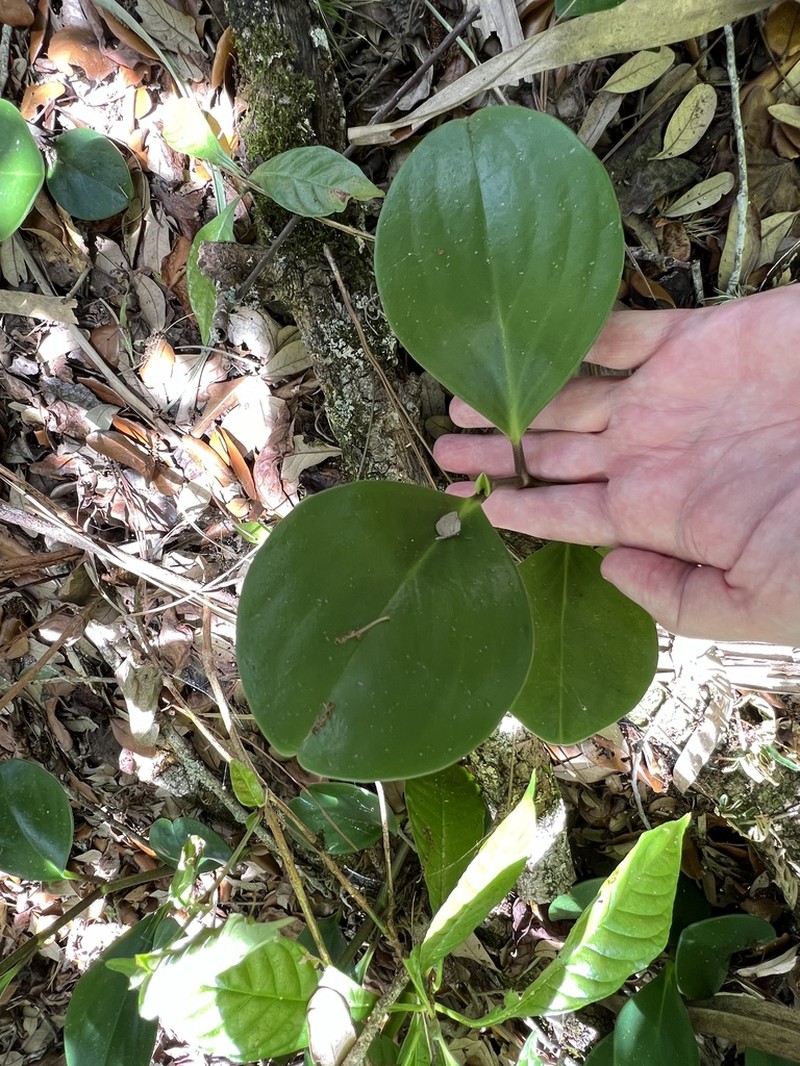 Spoonleaf Peperomia photo 4