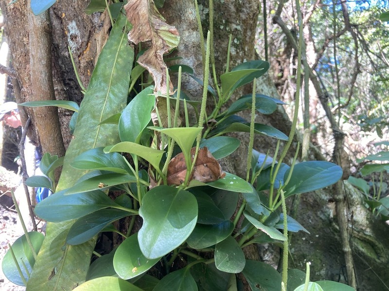 Spoonleaf Peperomia photo 5