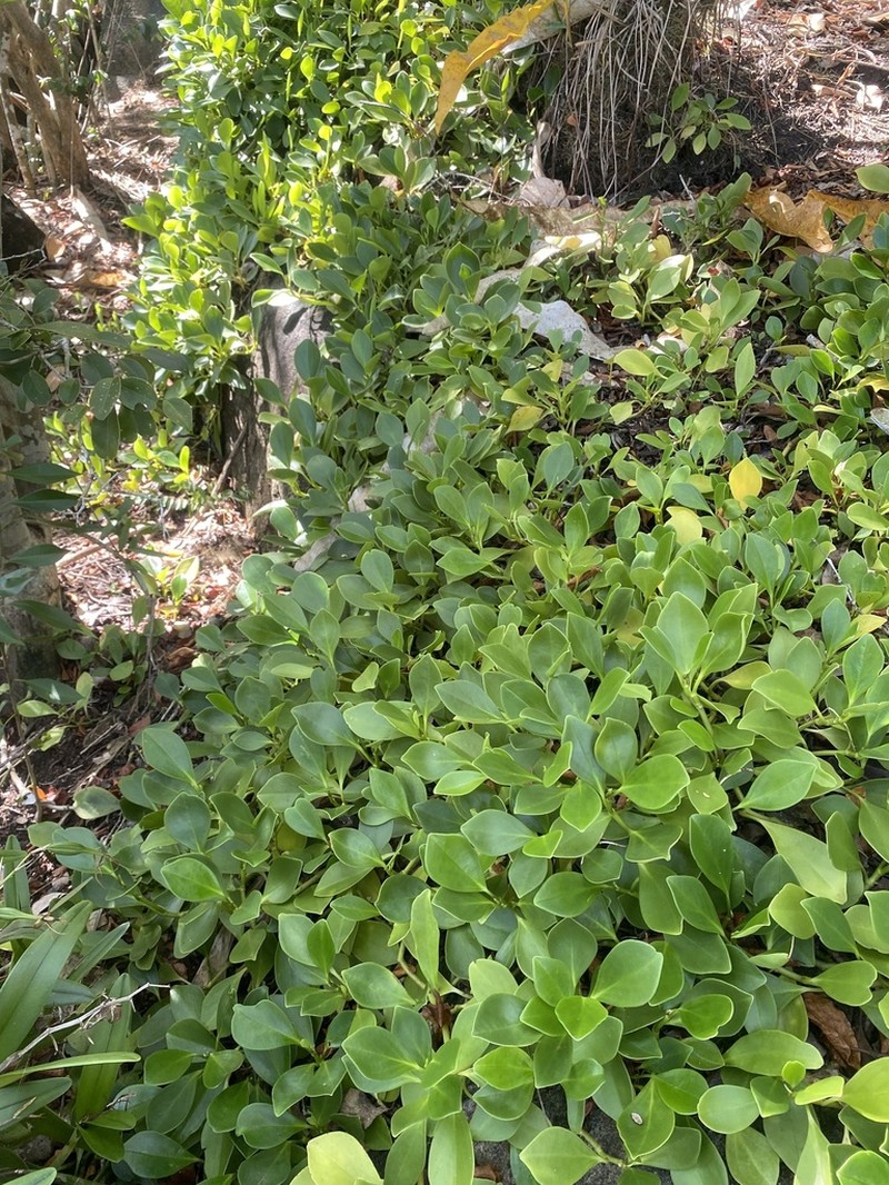 Spoonleaf Peperomia photo 6