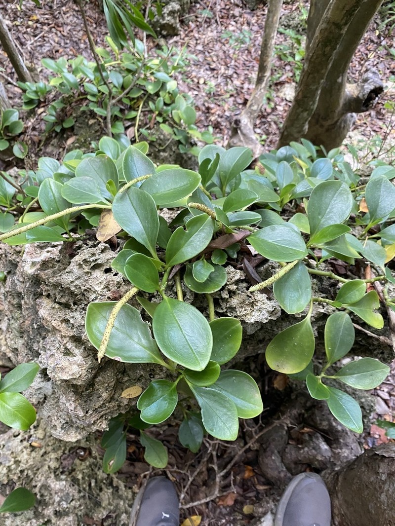 Spoonleaf Peperomia photo 7