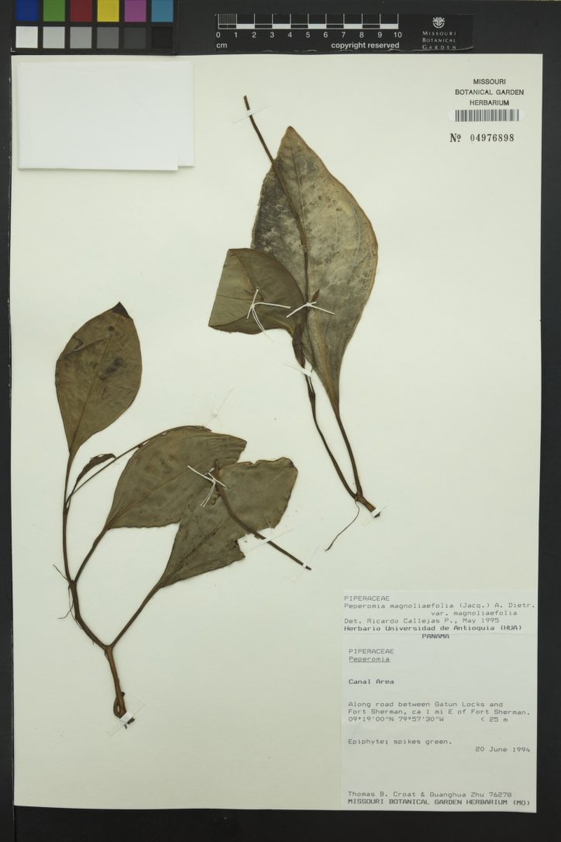 Peperomia magnoliifolia var. magnoliifolia