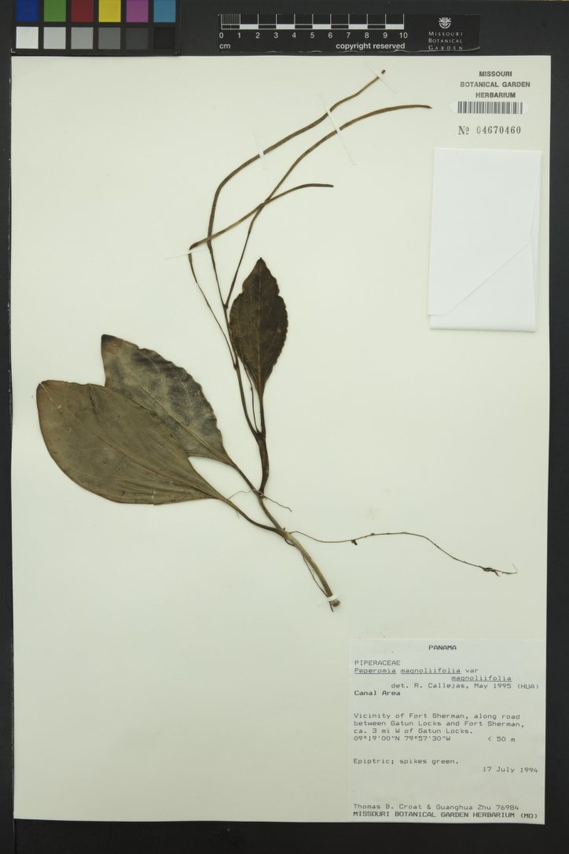 Peperomia magnoliifolia var. magnoliifolia photo 2