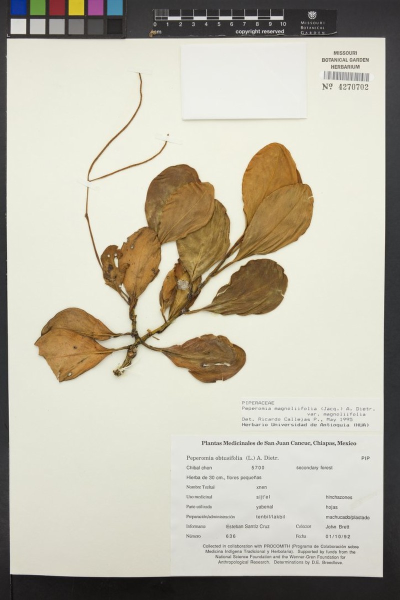 Peperomia magnoliifolia var. magnoliifolia photo 3