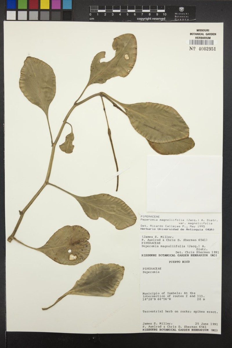 Peperomia magnoliifolia var. magnoliifolia photo 4