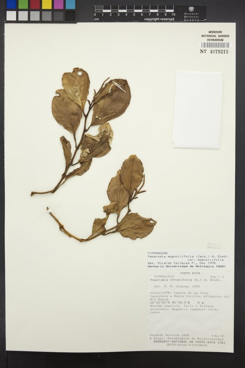 Peperomia magnoliifolia var. magnoliifolia photo 5