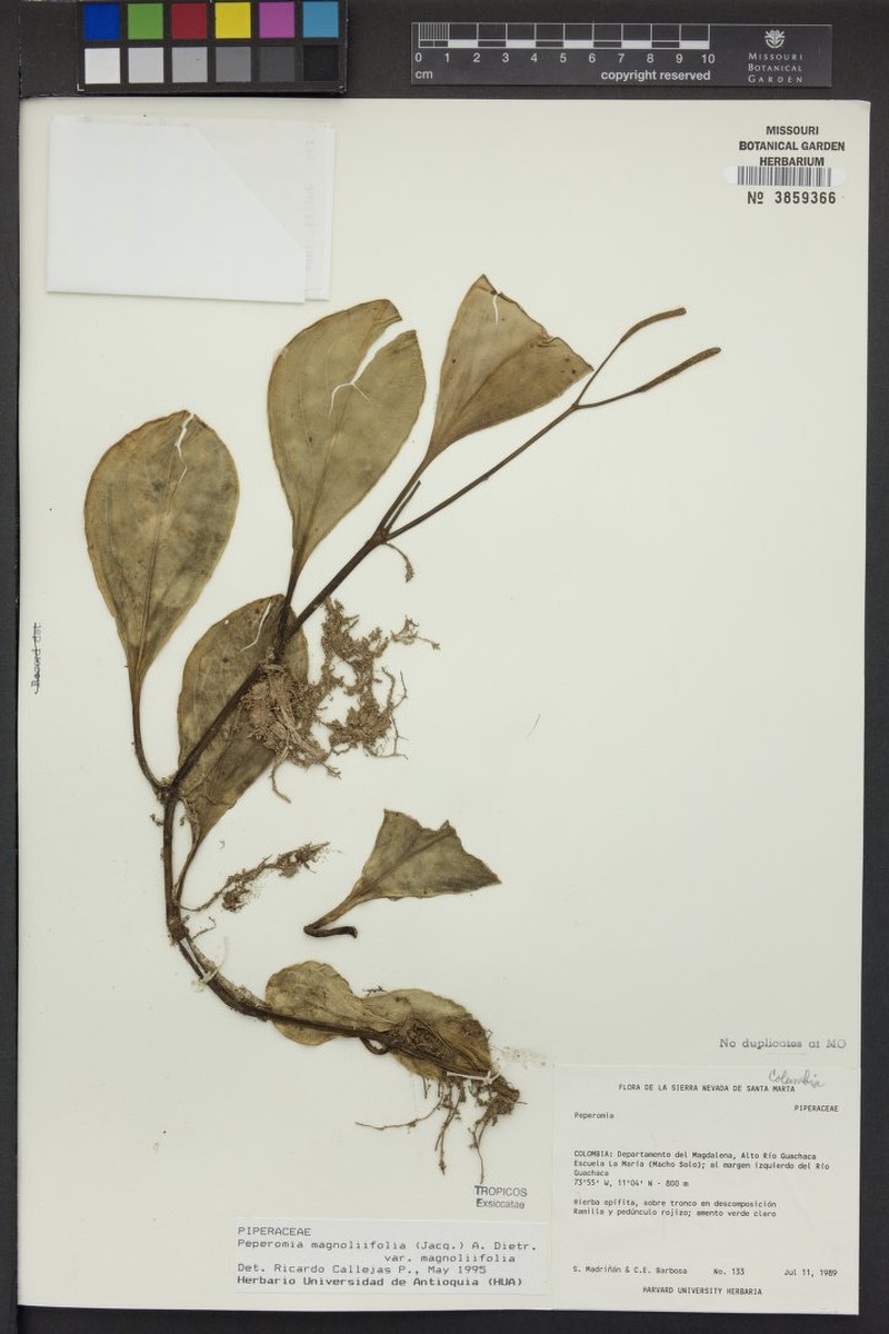 Peperomia magnoliifolia var. magnoliifolia photo 6